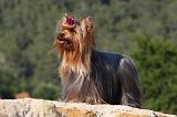 YORKSHIRE TERRIER 525